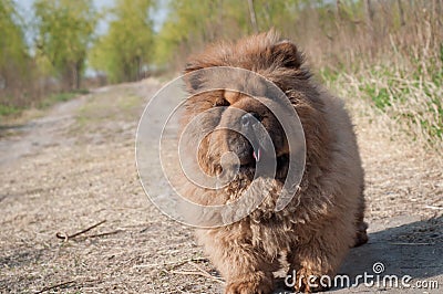 Dog pet chow chow runing on road Stock Photo