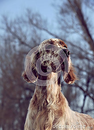 Dog pet English Setter Stock Photo