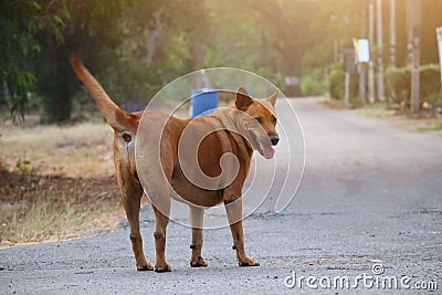 1 dog, Phan Thai brown, fat, standing in the middle of an outdoor road, facing the camera. Stock Photo