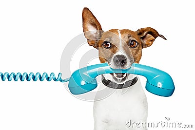 Dog on the phone and looking th the side Stock Photo