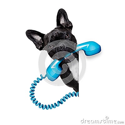 Dog phone telephone Stock Photo