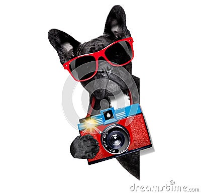 Dog photographer Stock Photo