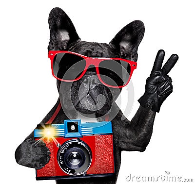 Dog photographer Stock Photo