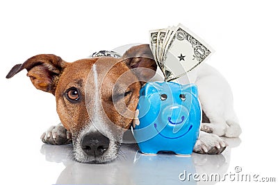 Dog with piggy bank Stock Photo