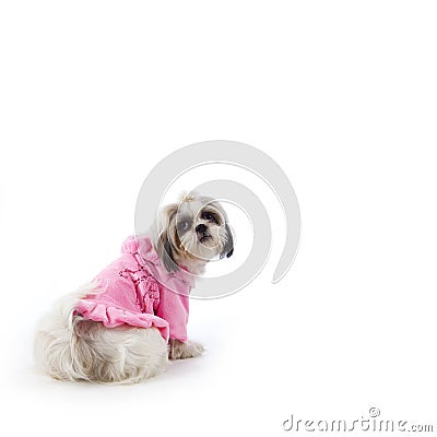 Dog pink Stock Photo