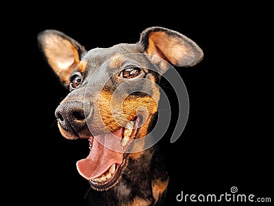 Dog pinscher dwarf animal friend black wildlife isolated Stock Photo