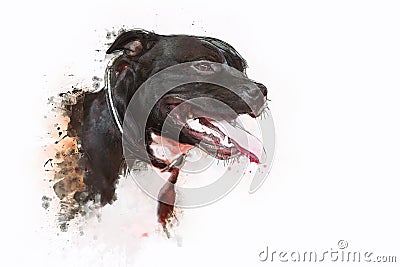 Dog Pit bull Terrier Stock Photo