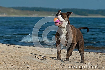 A dog playing with a ball on a wavy sandy beach Stock Photo