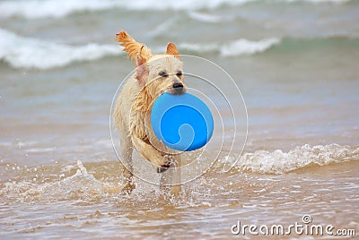 Dog playing with frisbee Stock Photo