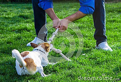 A dog playing with its owner by pulling a rope Stock Photo