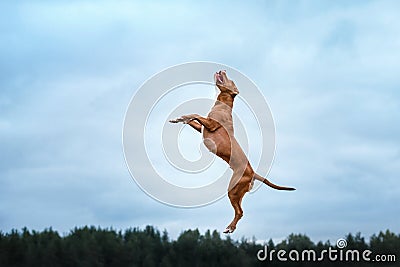 Dog playing, jumping, pit bull terrier Stock Photo