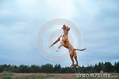 Dog playing, jumping, pit bull terrier Stock Photo