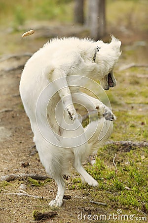 Dog playing and jumping in sunny day forest Stock Photo