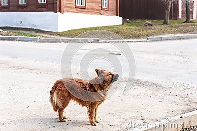 Red street mongrel dog stands on the street, side view. Dog bark. Homeless mongrel dog waiting for new owner Stock Photo