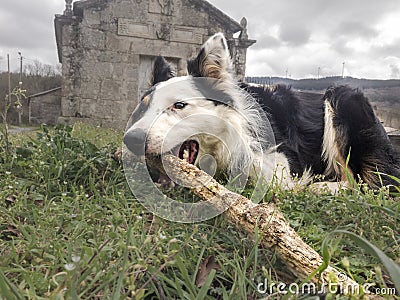 Dog playing in the park Stock Photo