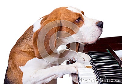 Dog playing the piano. Stock Photo