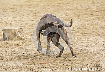 Dog playing in the sand Stock Photo