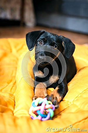 Dog playing with a toy Stock Photo