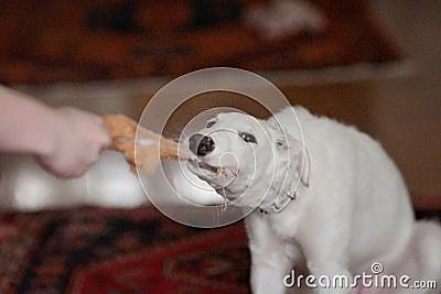 Dog playing with a toy. White playfull and cute borzoi russian greyhound puppy pulling toy Stock Photo