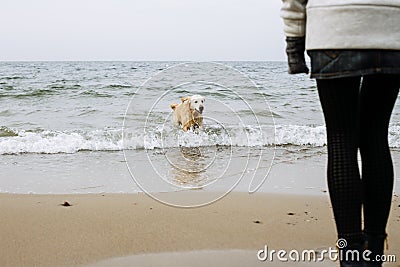 Dog playing in water Stock Photo