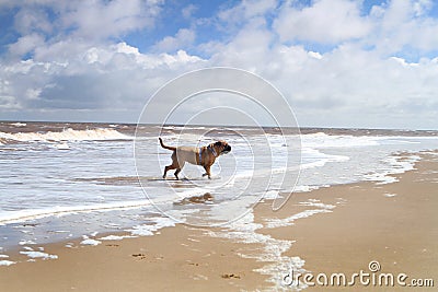 Dog playng on the beach Stock Photo