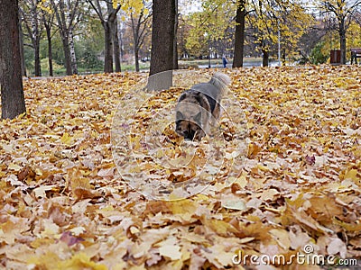 Dog plays in autumn Park Stock Photo