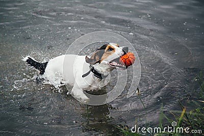 Dog plays with a ball in the river Stock Photo