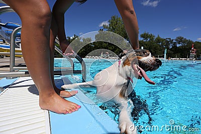 A dog plays with his owner at the edge of a swimming pool Stock Photo