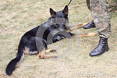 Dog Polish border guards Stock Photo