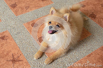 Dog pomeranian face up Stock Photo