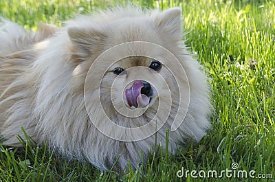 Dog Pomeranian Spitz licks his nose. puppy dog with tongue out. German Spitz smile and licked. dog clouseup Stock Photo