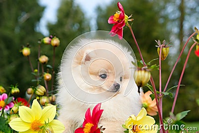 Dog pomeranian spitz sitting on blossom flowers. Close-up portrait of smart white puppy pomeranian dog. Cute furry domestic animal Stock Photo