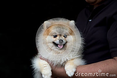 dog pomeranian spitz smiling while holded by man in black T Shirt on black background Stock Photo