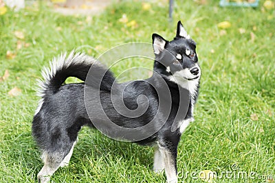 Dog - Pomsky, profile Stock Photo