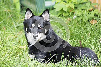 Dog - Pomsky Stock Photo