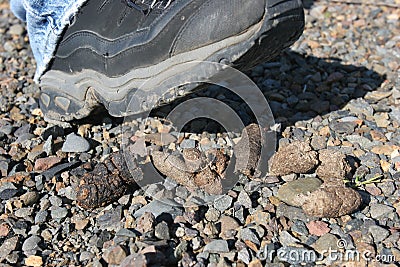 Dog Poo Stock Photo