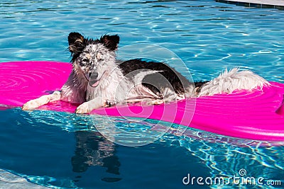 Dog on pool float Stock Photo