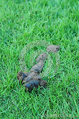 Dog poop on grass Stock Photo