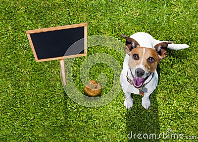 Dog poop on grass in park Stock Photo