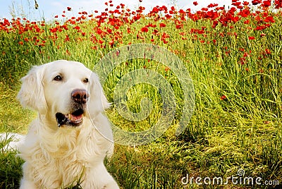 Dog with poppies Stock Photo