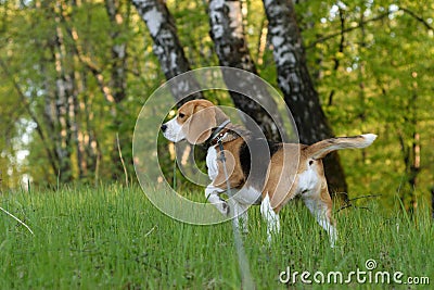Dog portrait Beagle in the evening forest Stock Photo