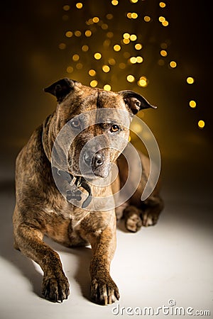 Dog portrait; bokeh background Stock Photo