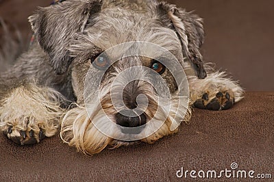 Dog portrait close up with paws Stock Photo