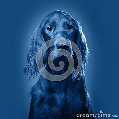 Dog portrait . Coloring page for the color of 2020. Stock Photo