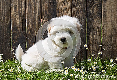 Dog portrait: Cute baby dog - puppy Coton de Tulear. Stock Photo