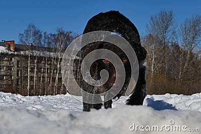 Dog portrait. German drathaar in winter. Stock Photo