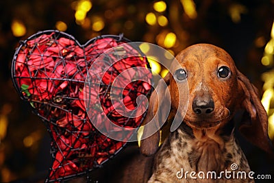 Dog portrait heart dark background Stock Photo