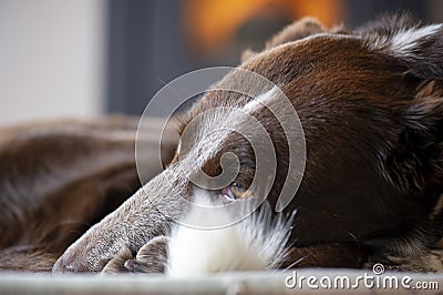 Dog portrait with honey colored eyes resting Stock Photo