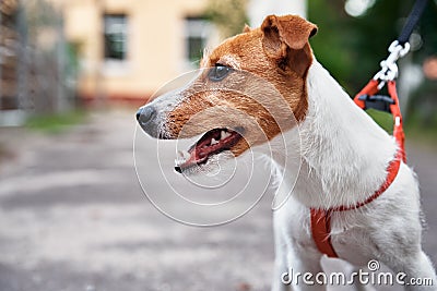 Dog portrait. Jack Russel terrier walk outdoors Stock Photo