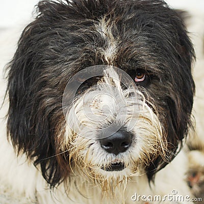 Dog portrait, romanian shepherd Stock Photo